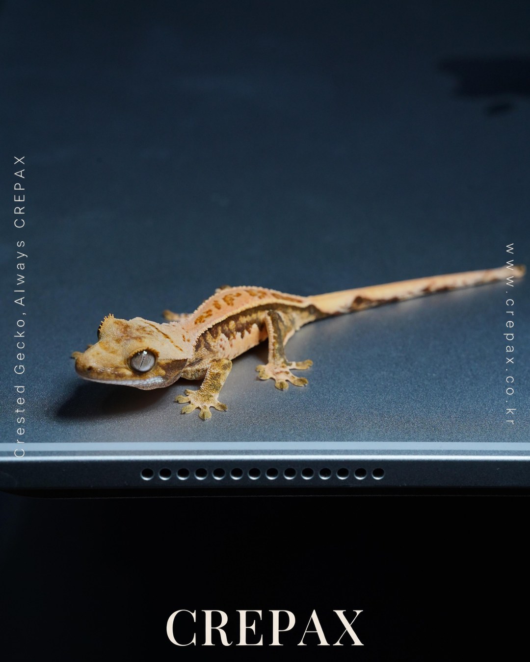 N260344 사진 9