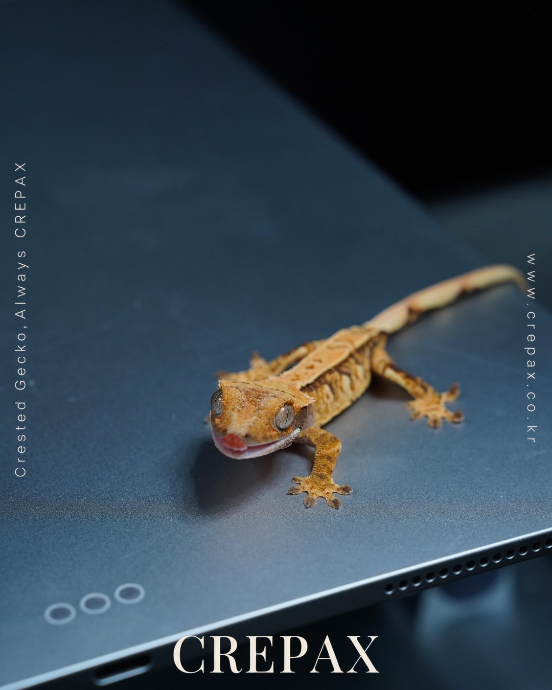 N260371 사진 5
