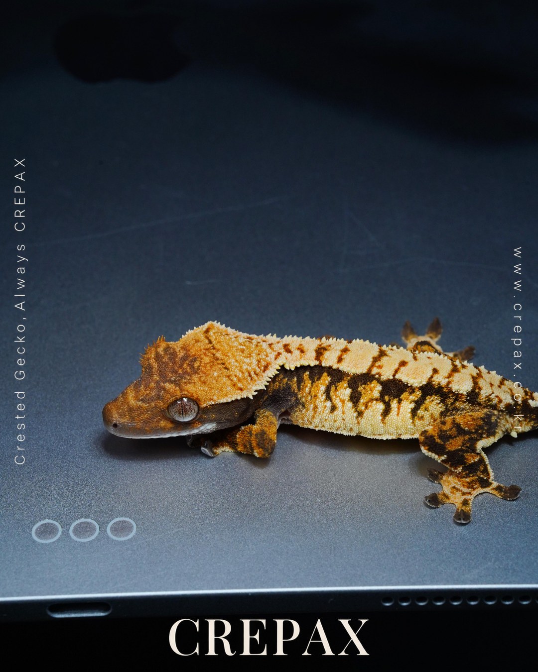 N260354 사진 4