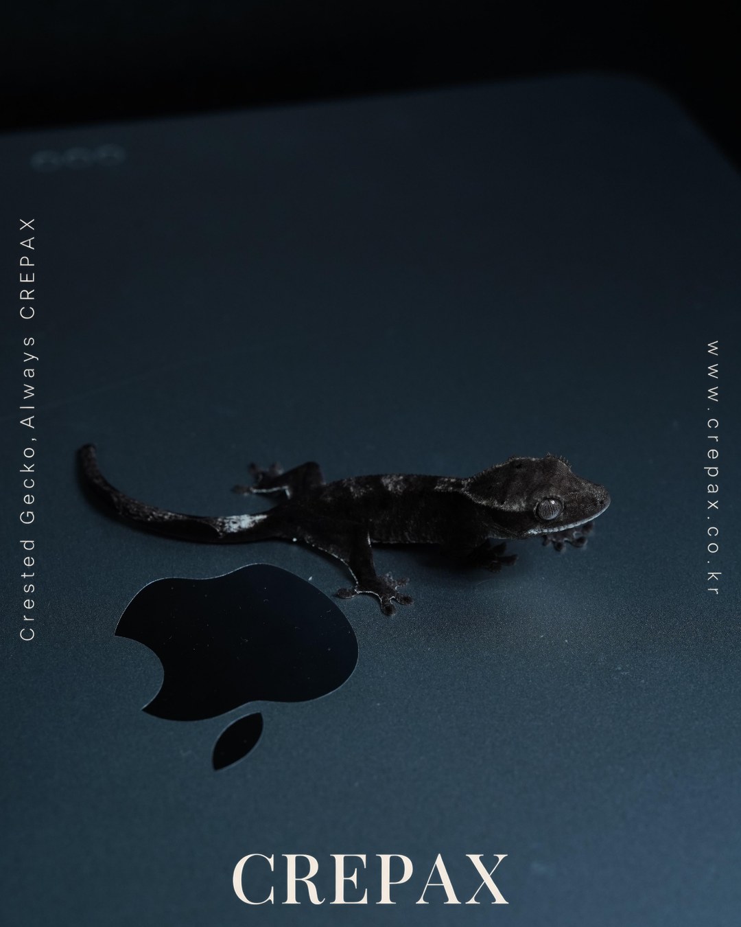 N260216 사진 5