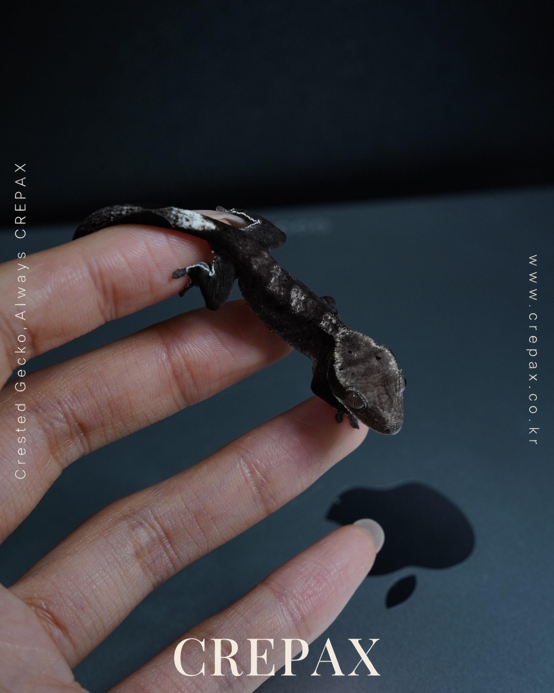 N260216 사진 7