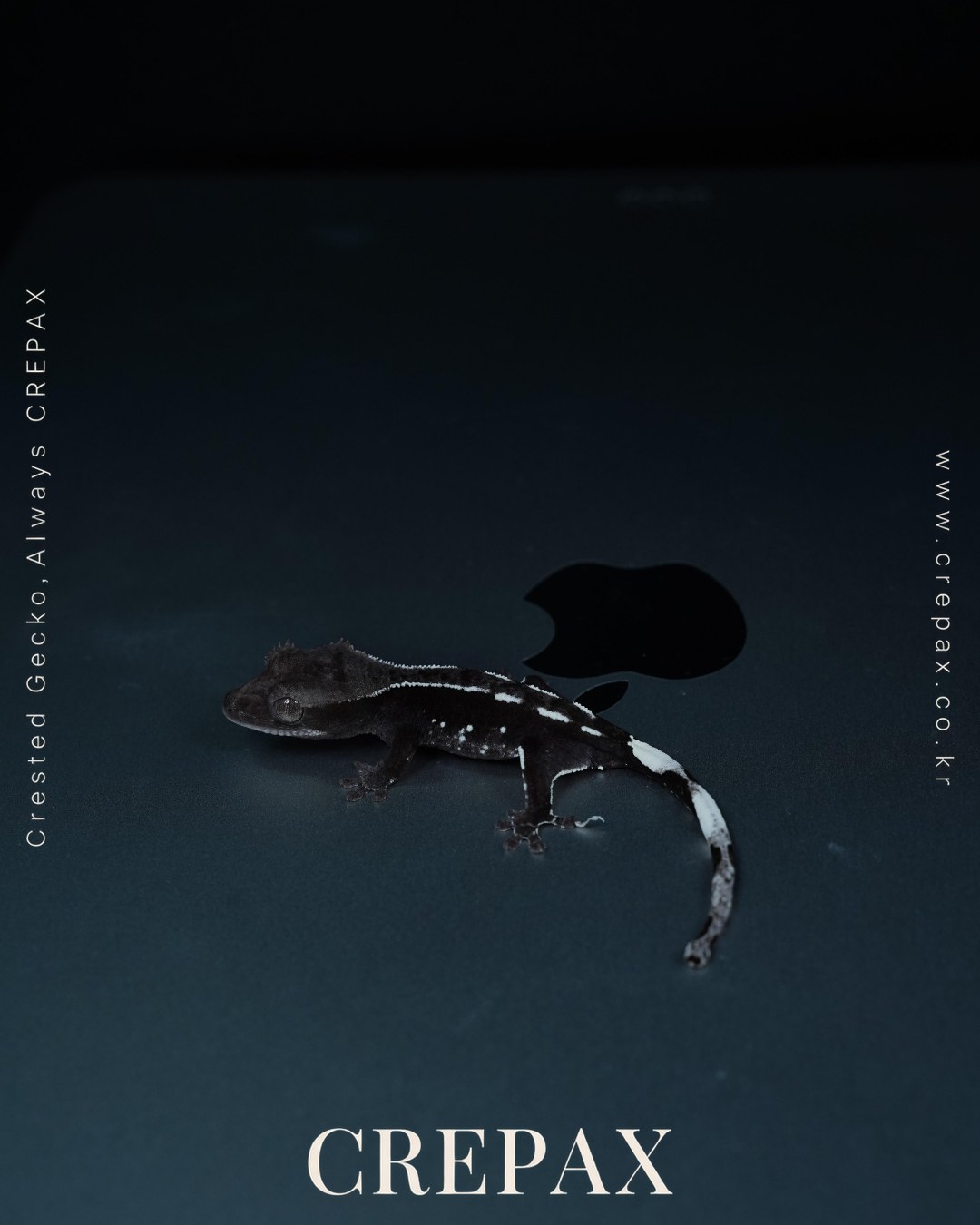 N260221 사진 4