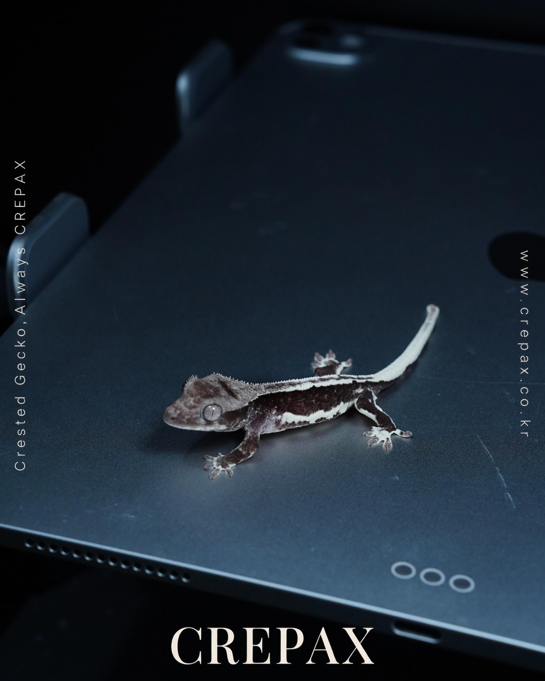 N260378 사진 7