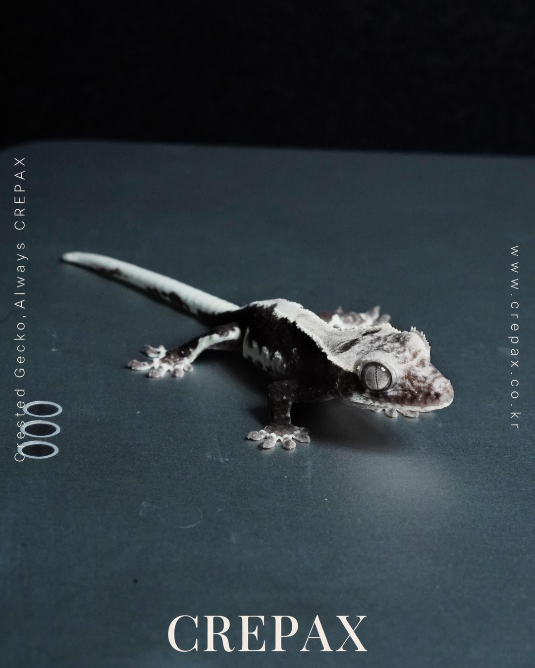 N260194 사진 3