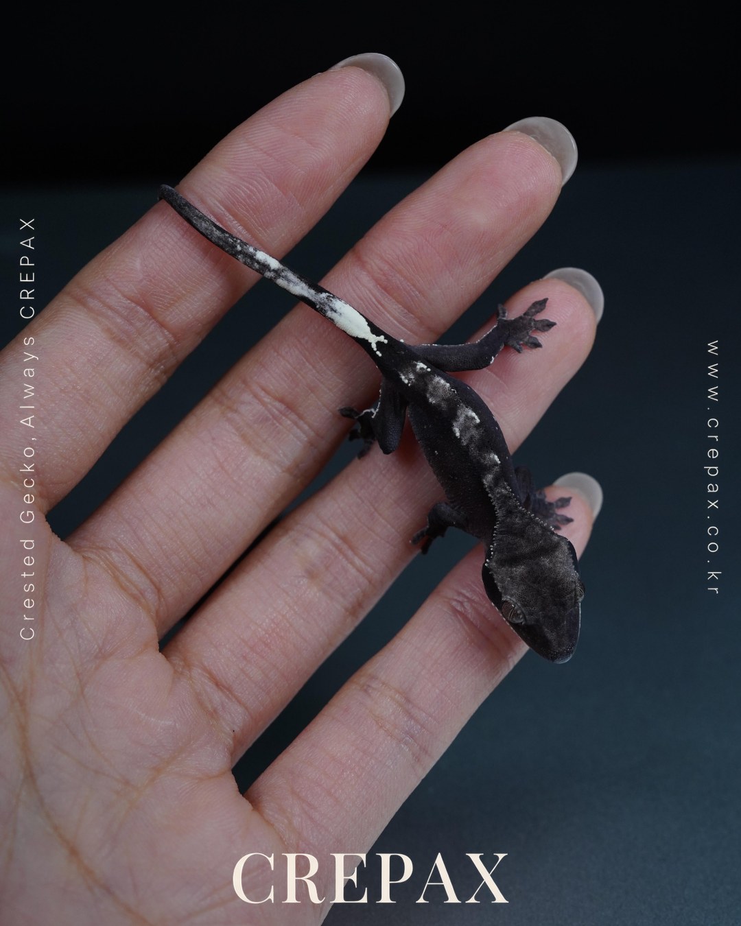 N260224 사진 4