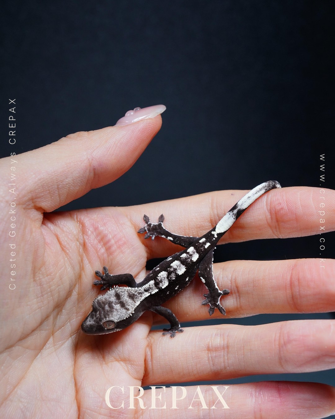 N260409 사진 3