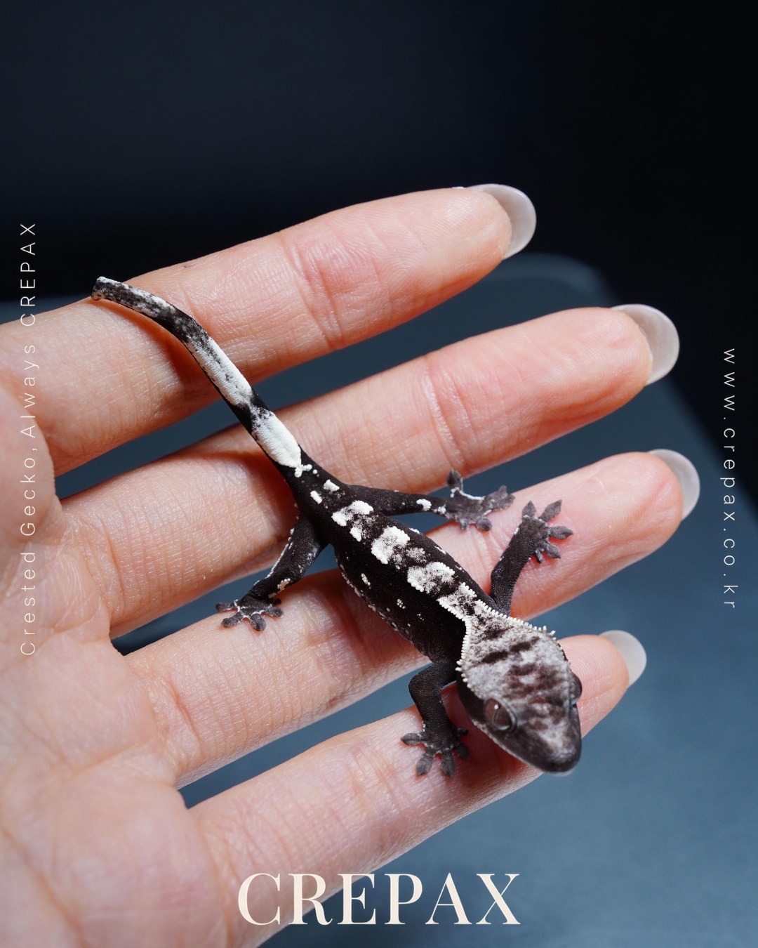 N260409 사진 6