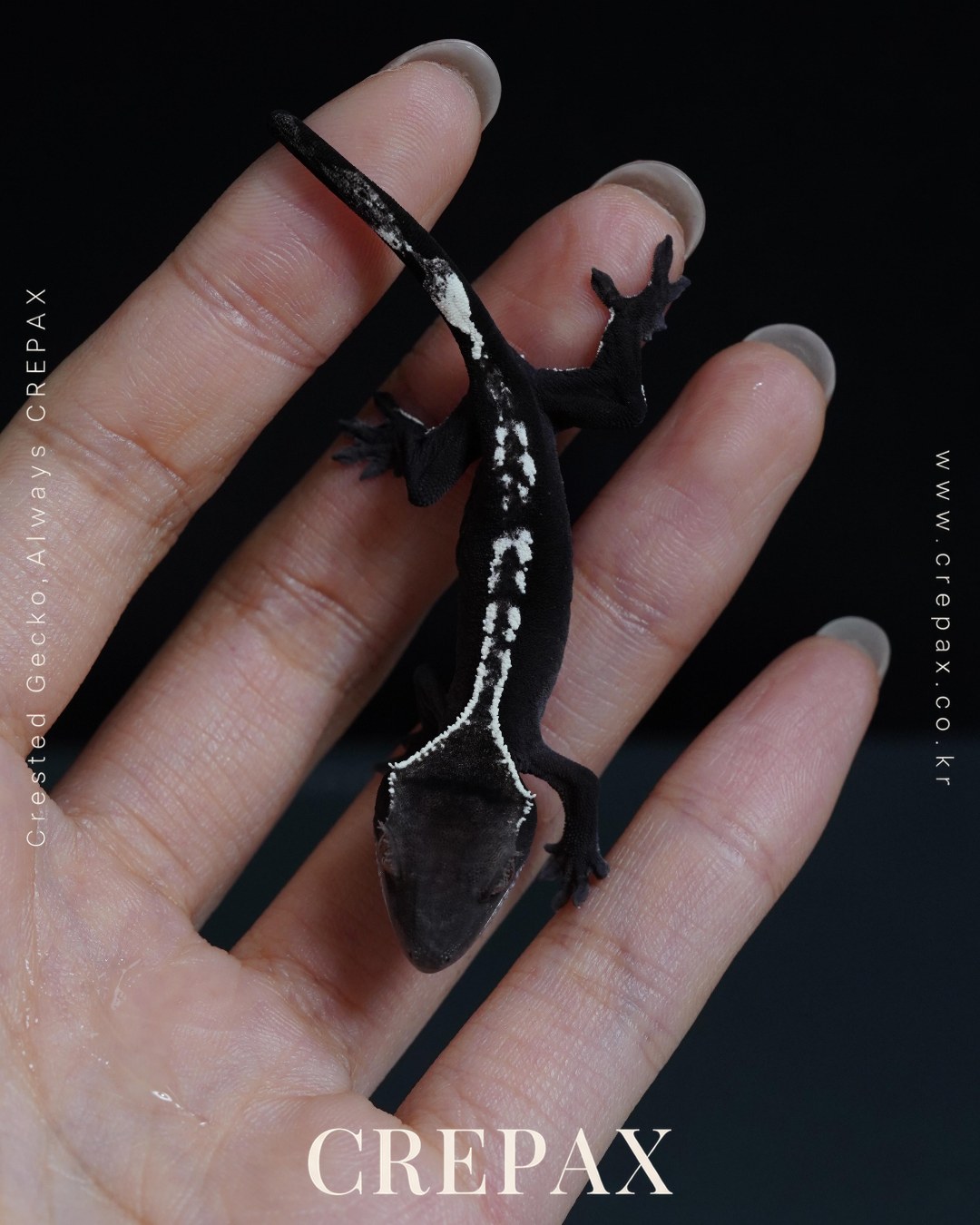 N260220 사진 4