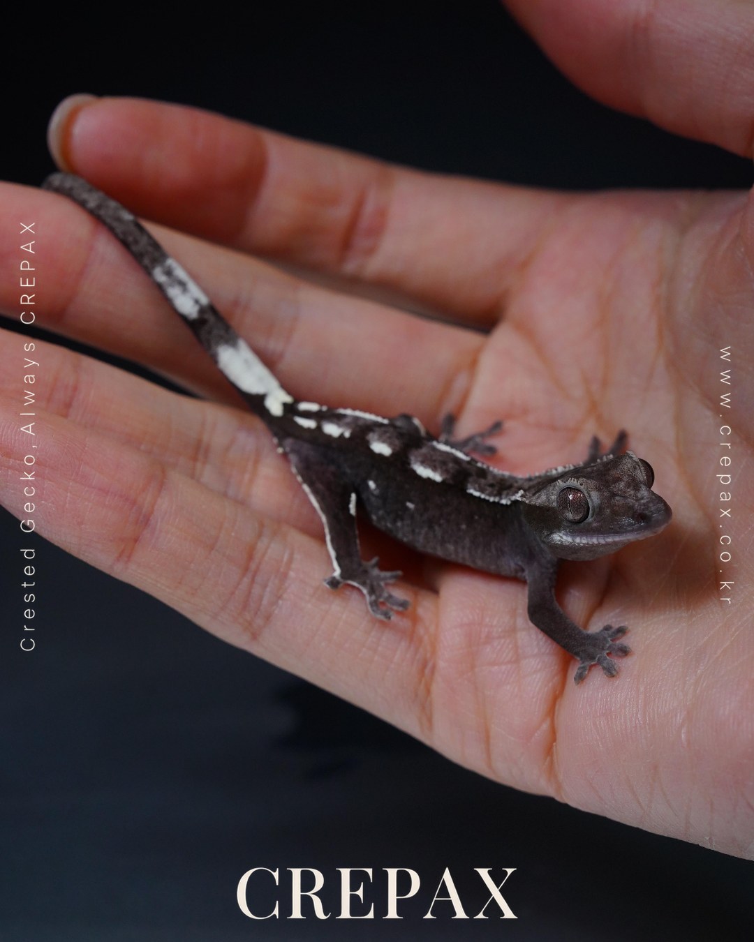 N260331 사진 2