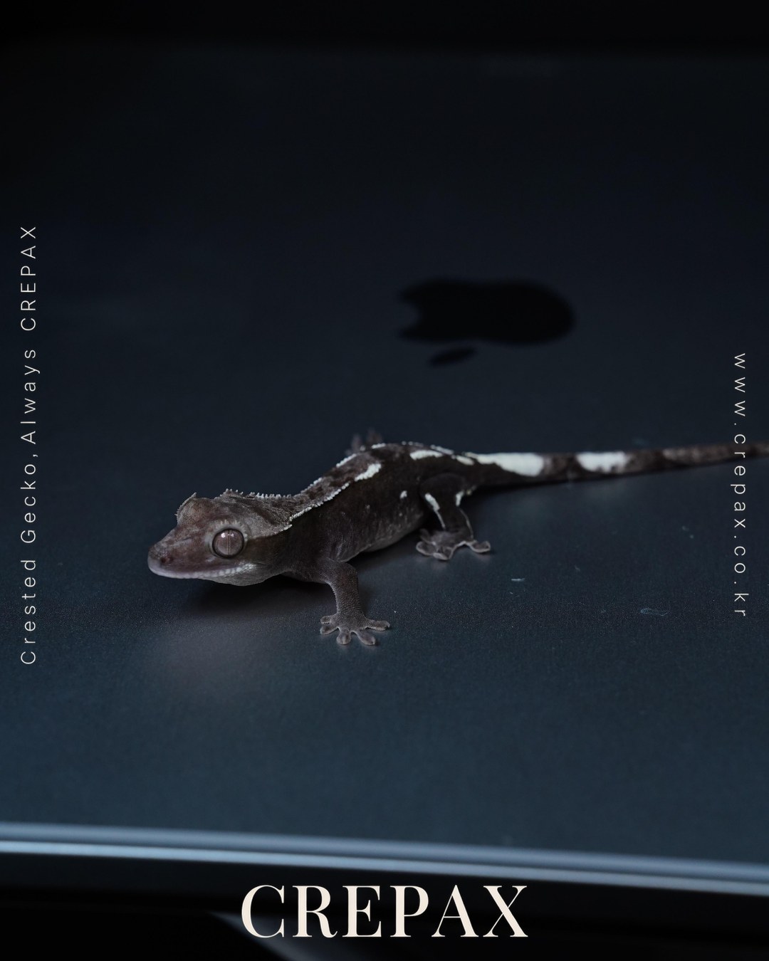 N260331 사진 4