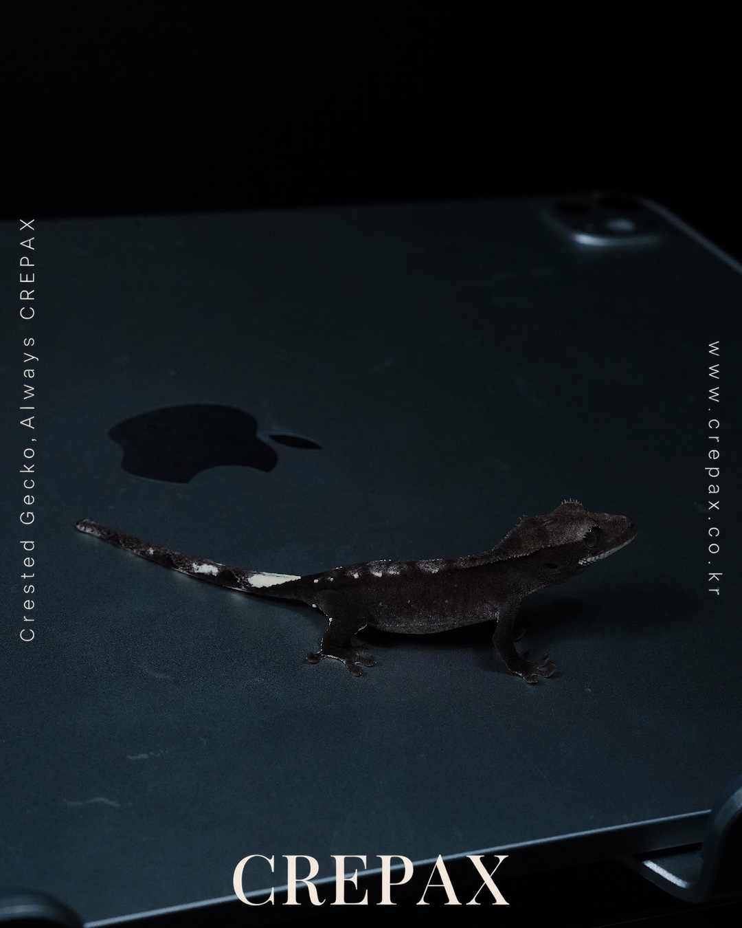 N260192 사진 7