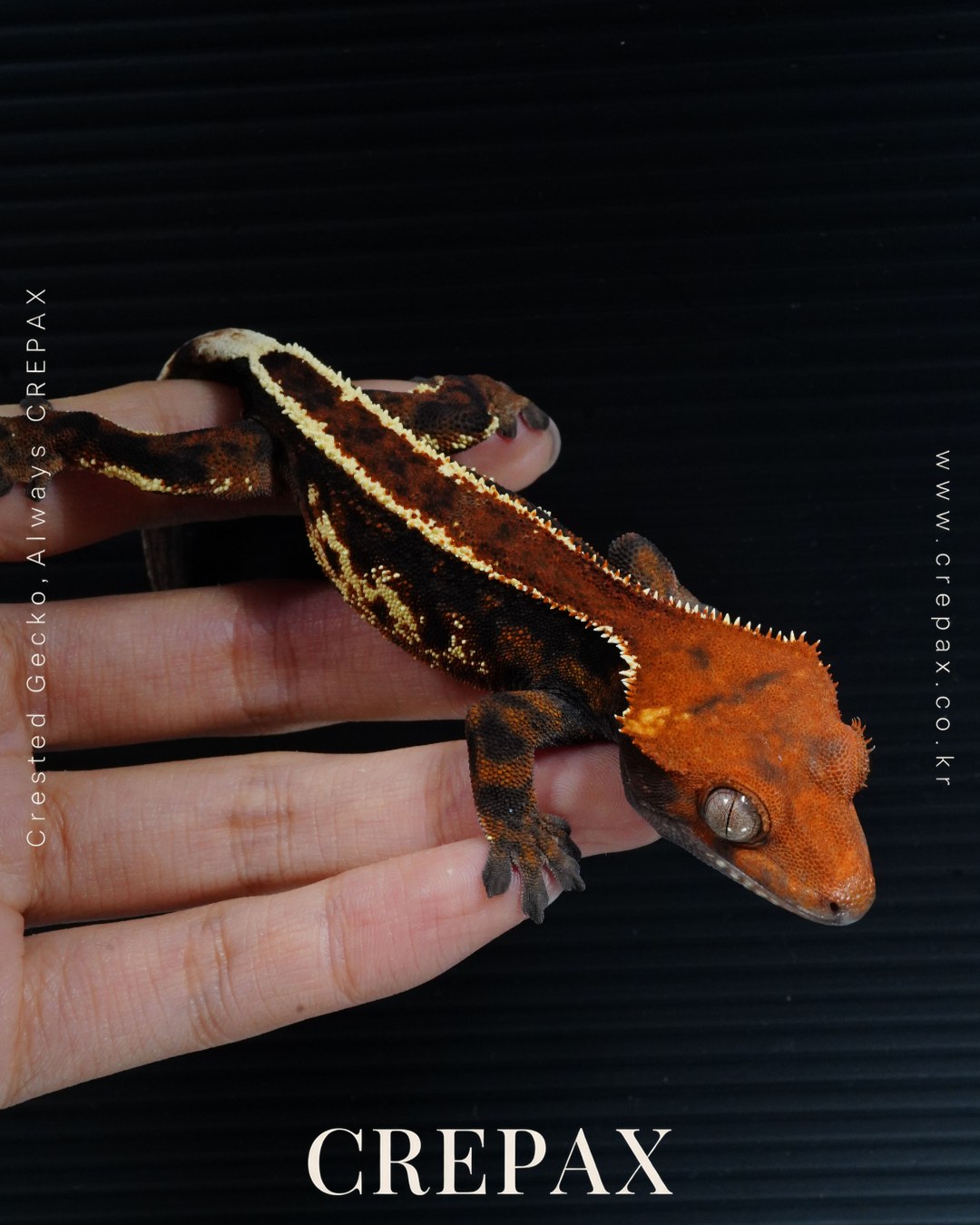 F260108