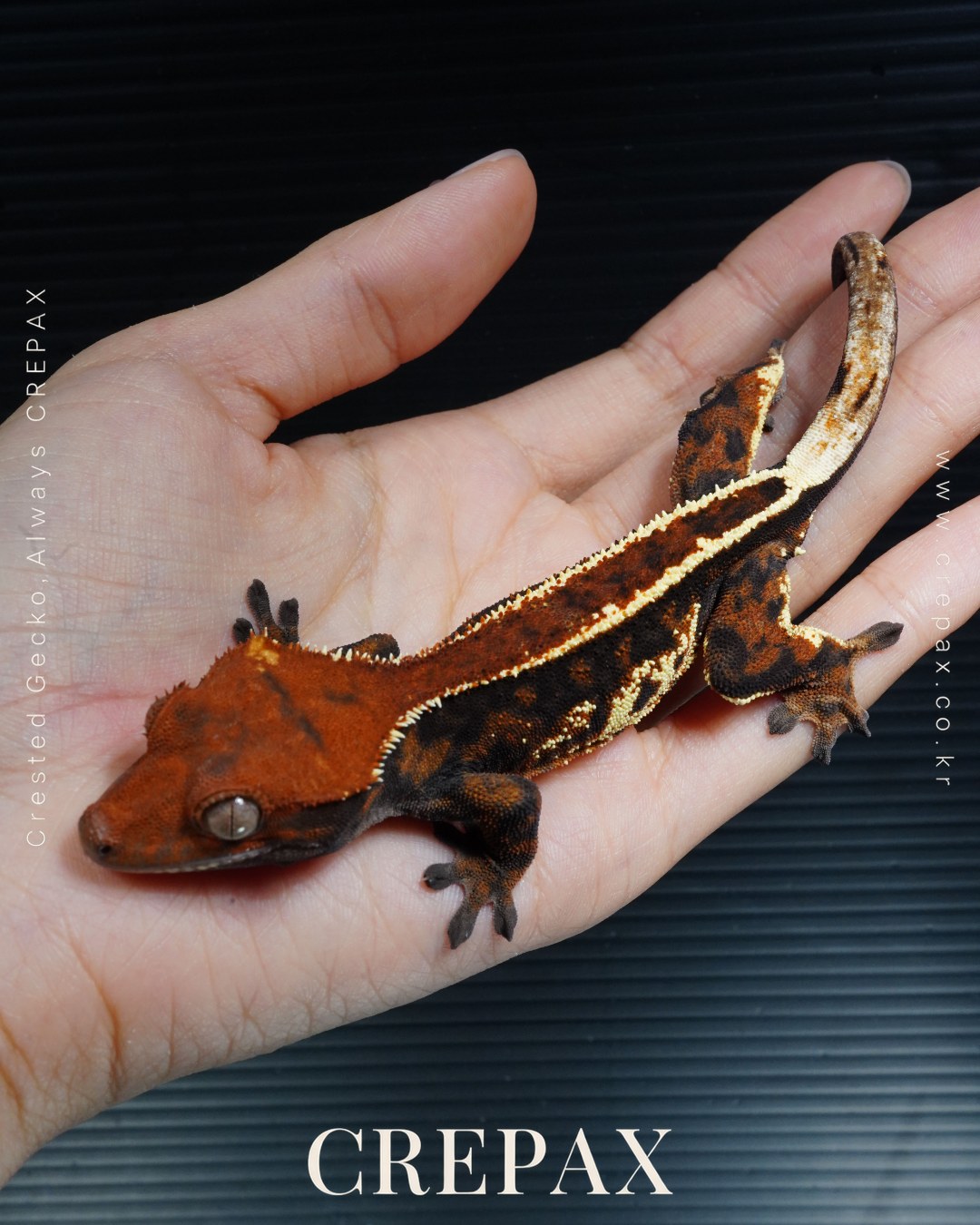 F260108 사진 8