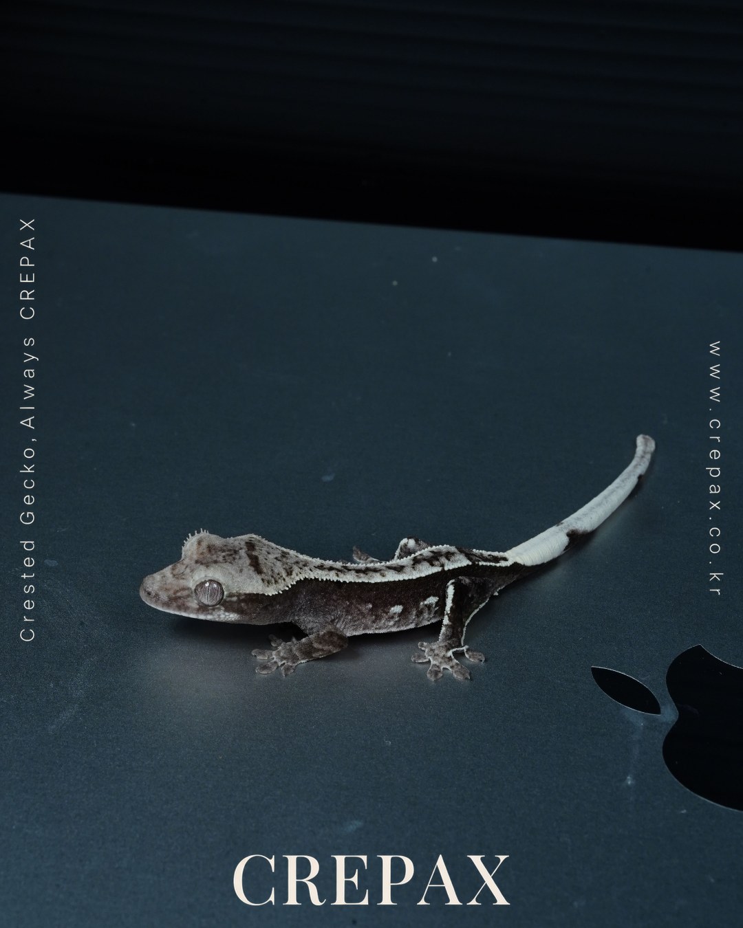 N260141 사진 3