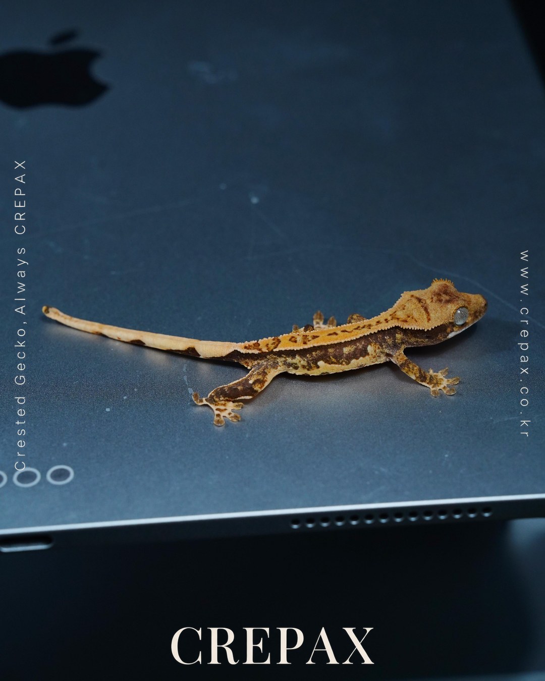 N260368 사진 3