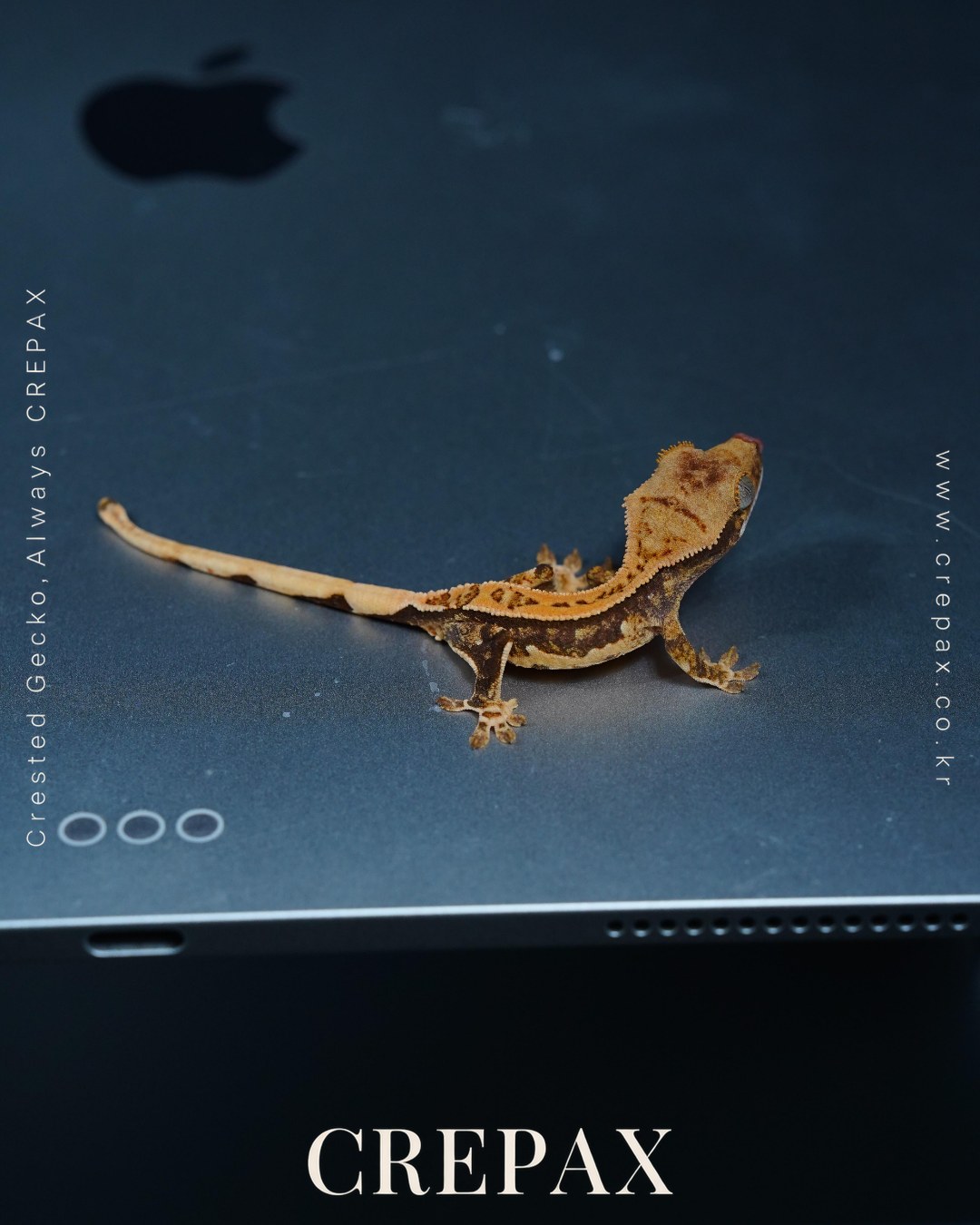 N260368 사진 4