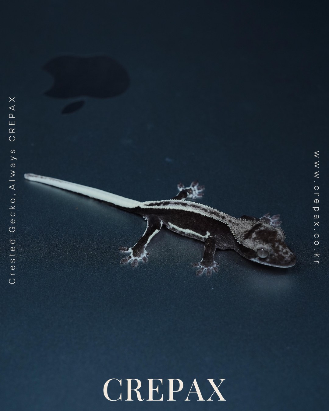 N260288 사진 7