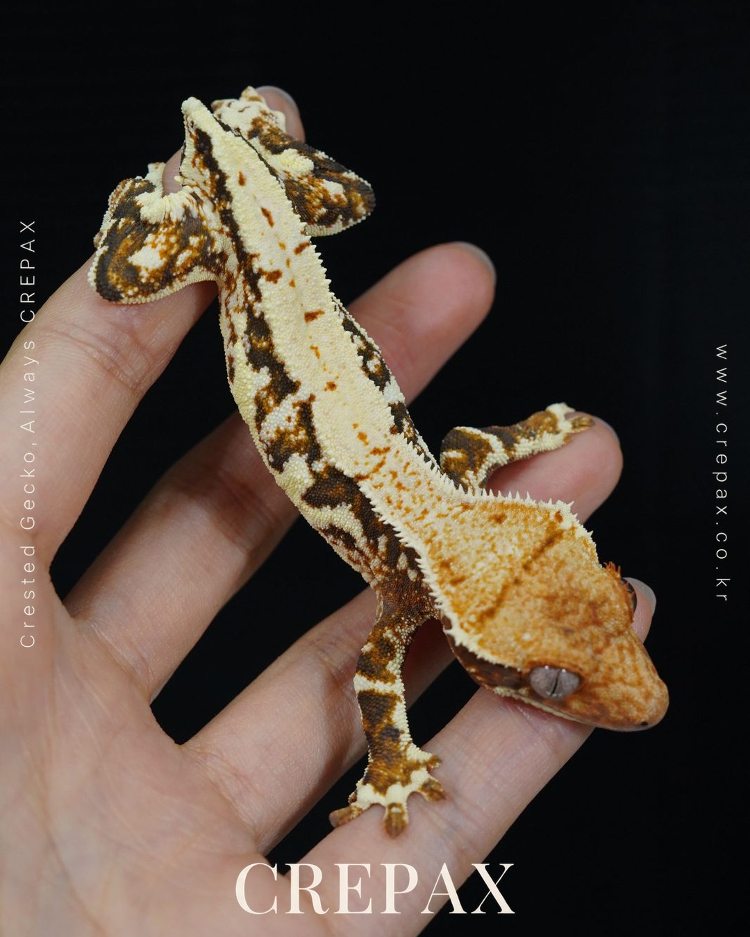 F260055 사진 4