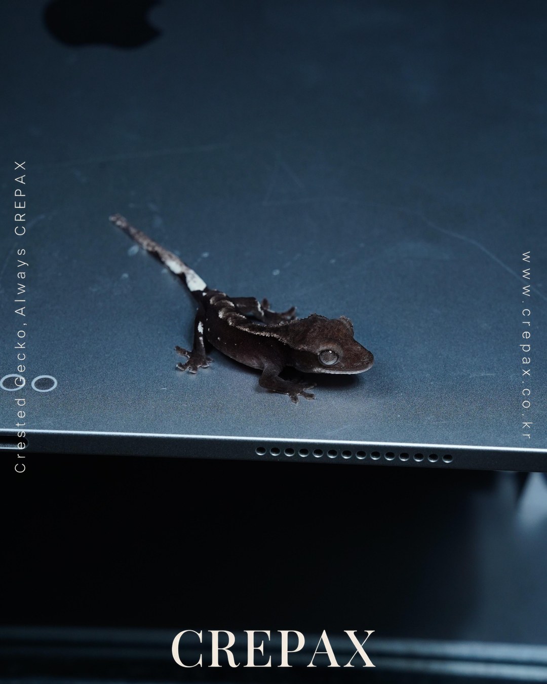 N260379 사진 4
