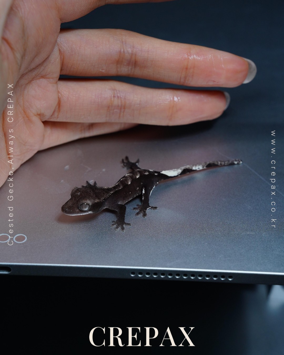N260379 사진 3