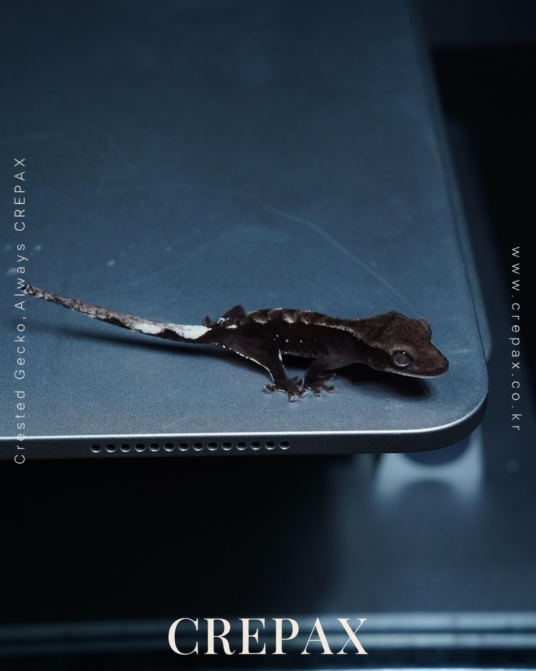 N260379 사진 5