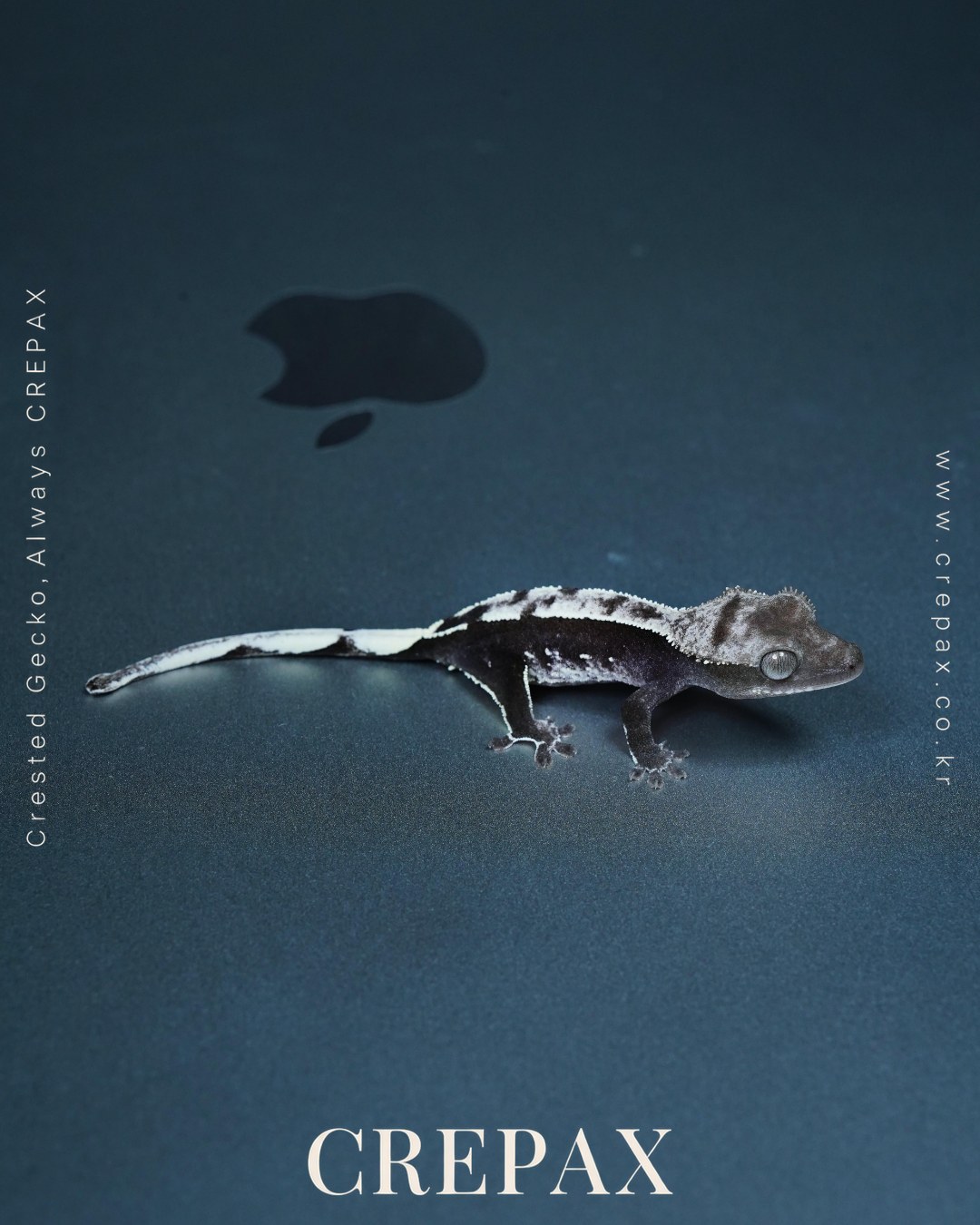 N260341 사진 4
