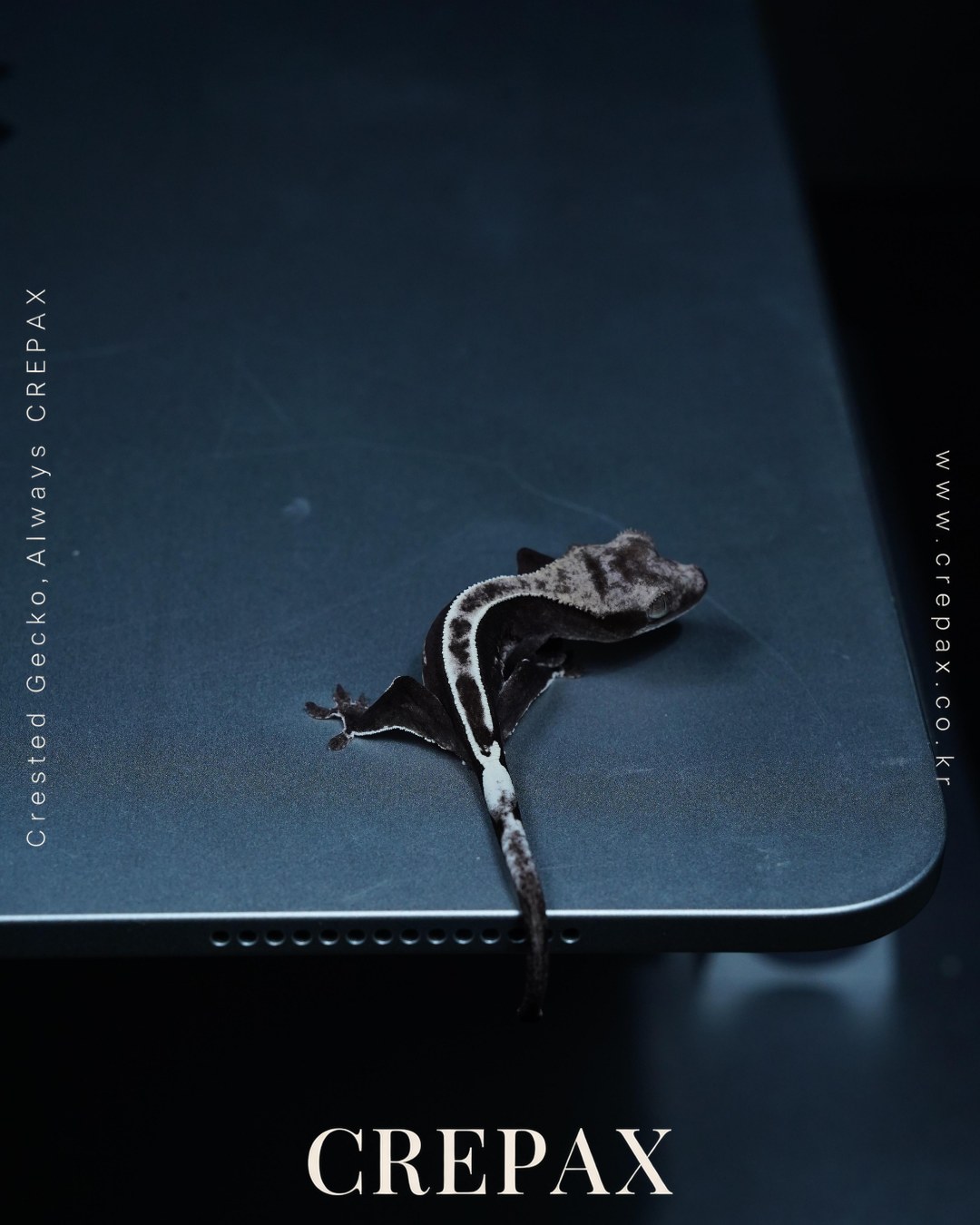 N260375 사진 7