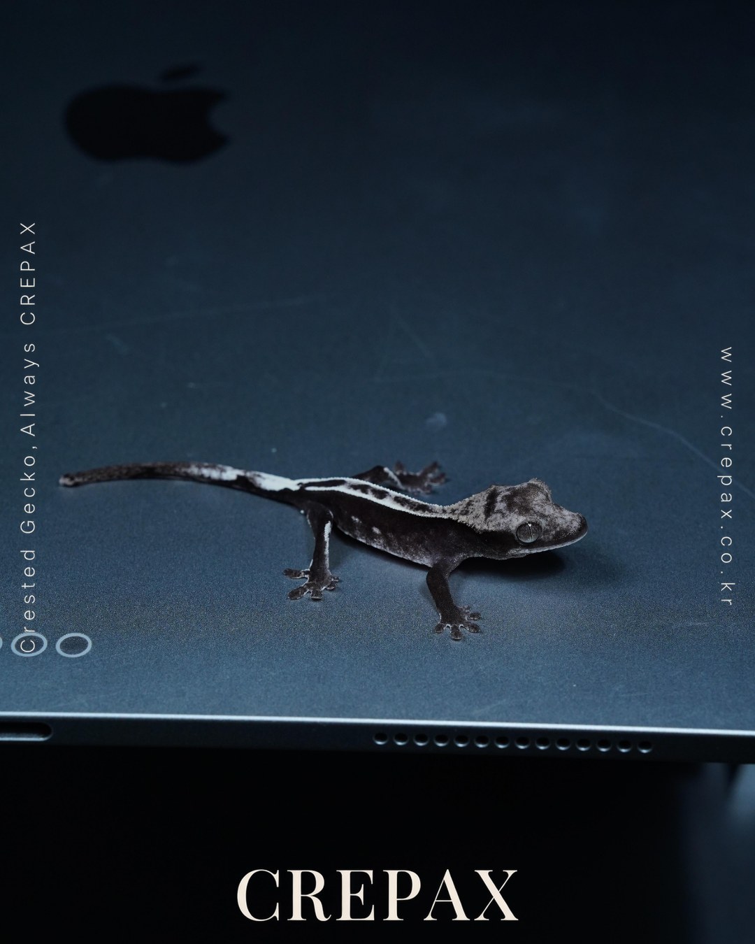 N260375 사진 8