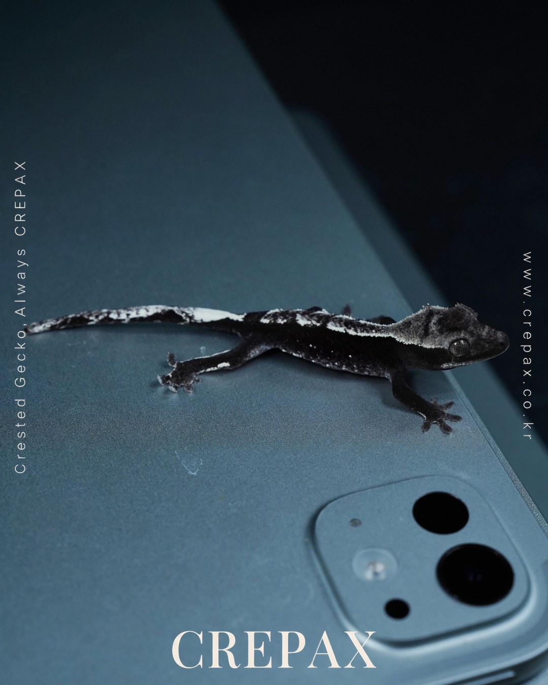 N260230 사진 2