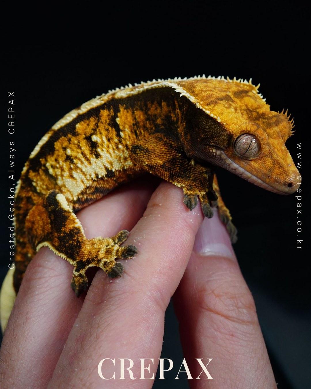 F260043