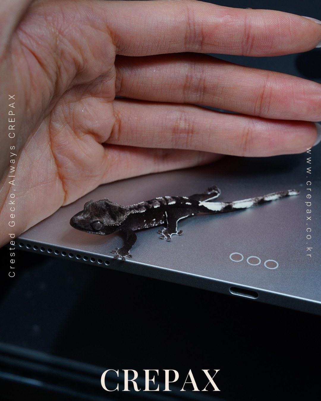 N260377 사진 7
