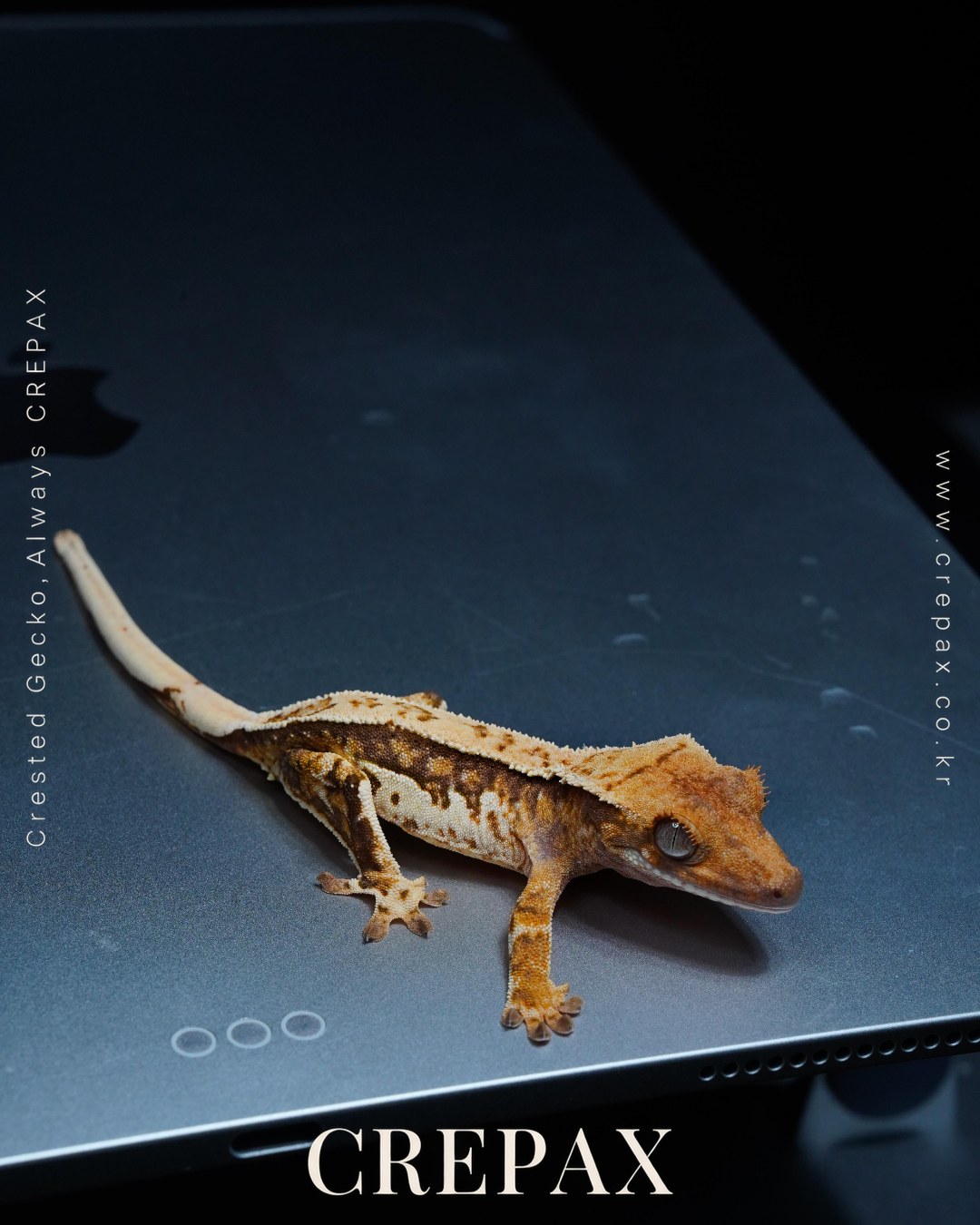 F260412 사진 4