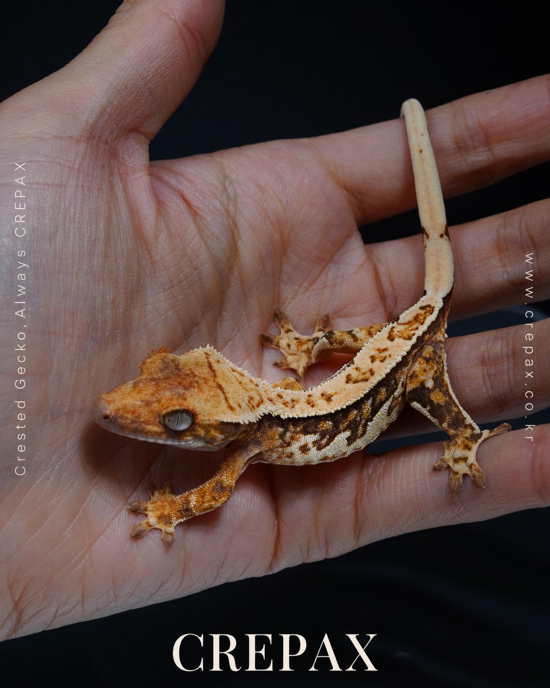 F260412 사진 3