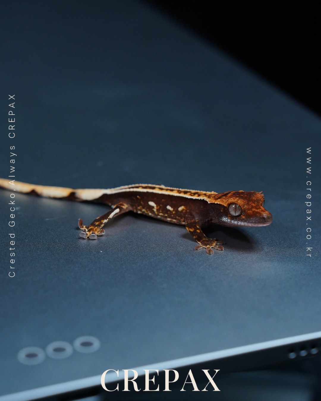 N260372 사진 3