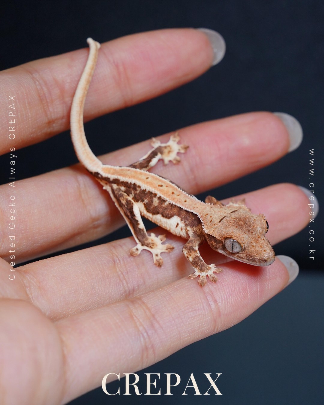 N260277 사진 6