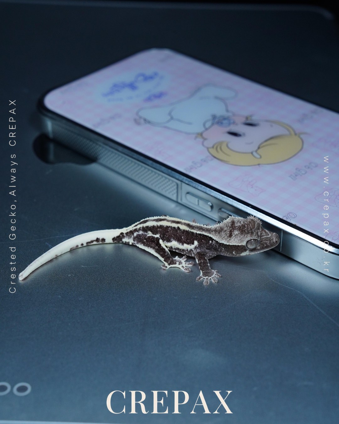 N260376 사진 5