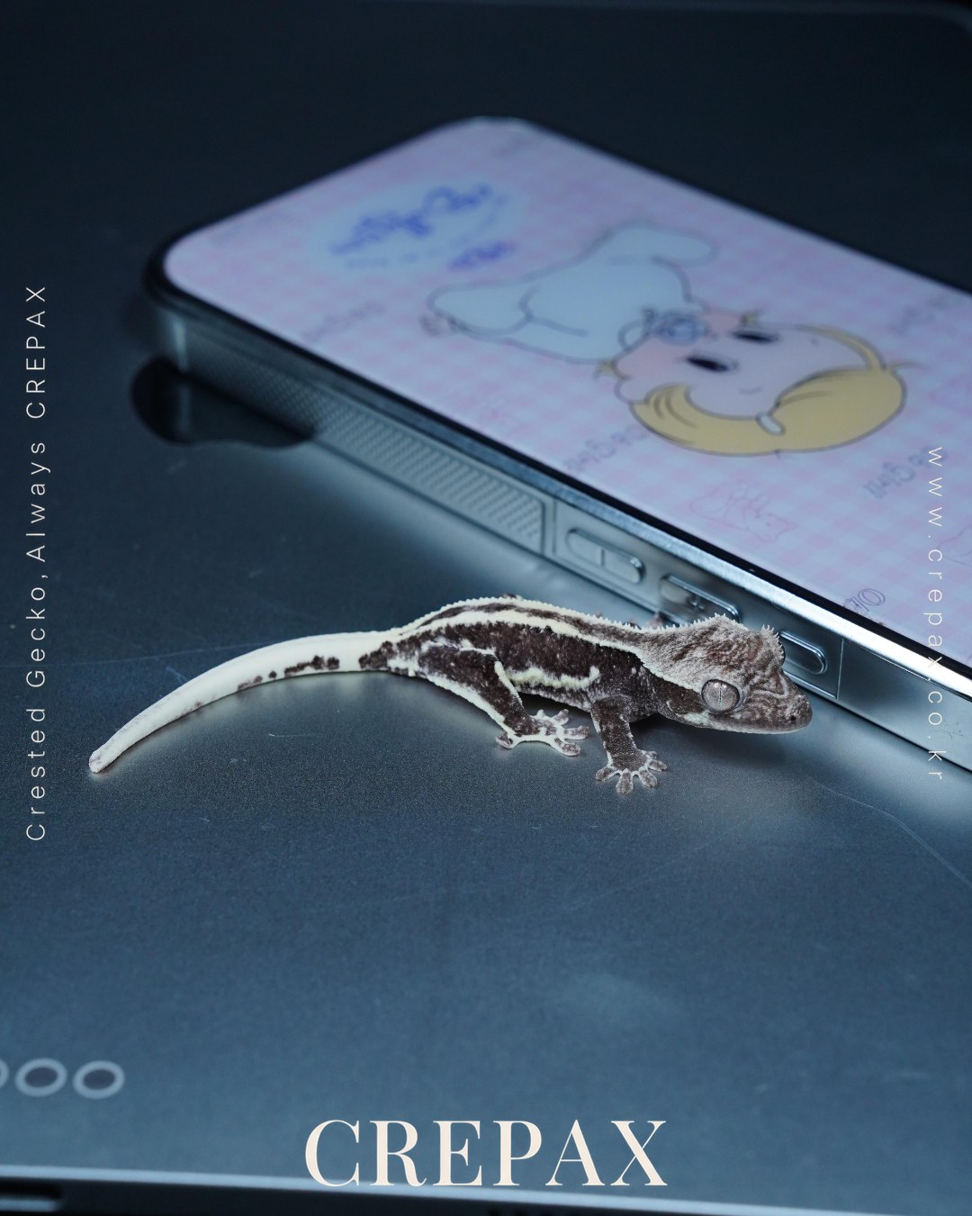 N260376 사진 4