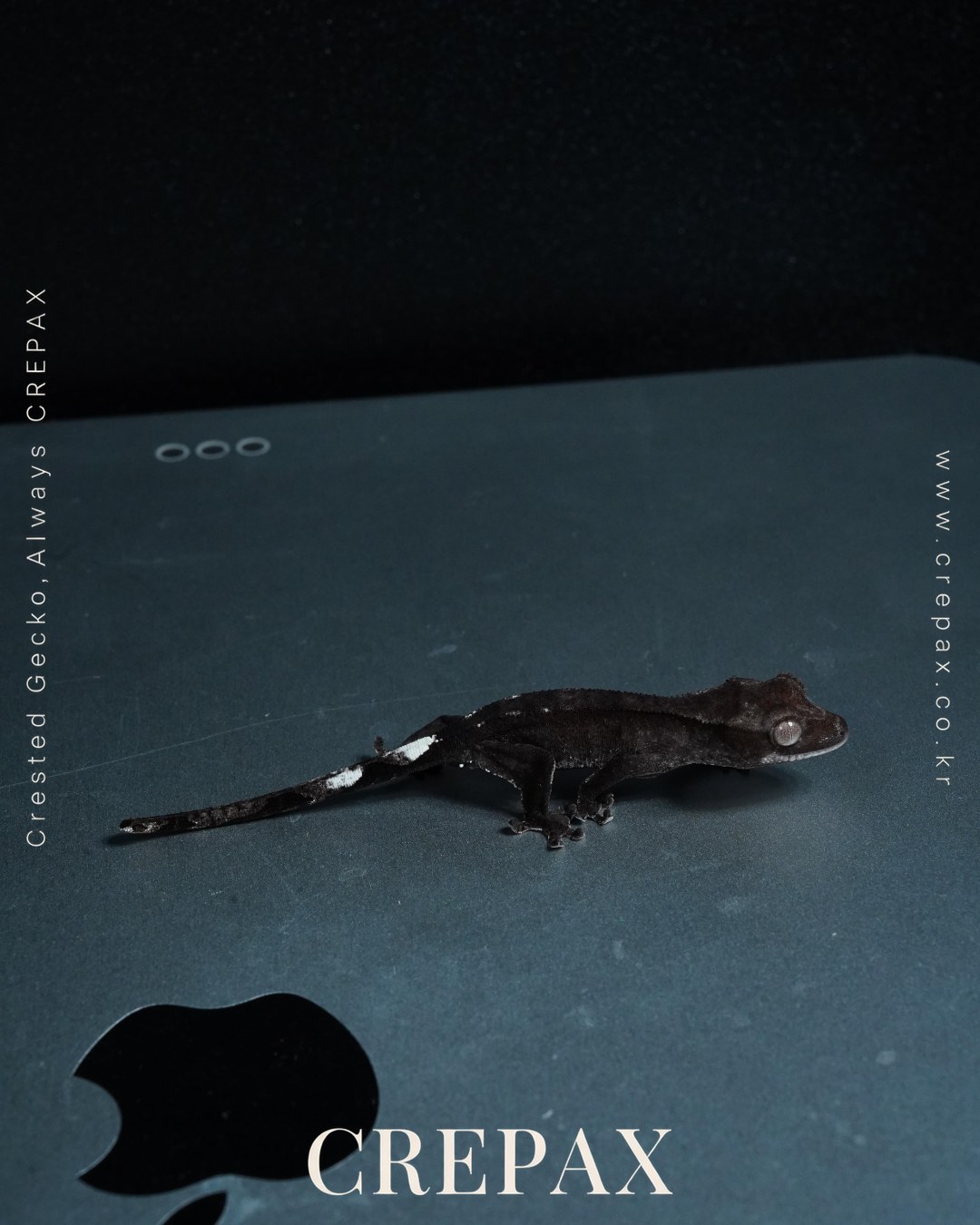 N260203 사진 2