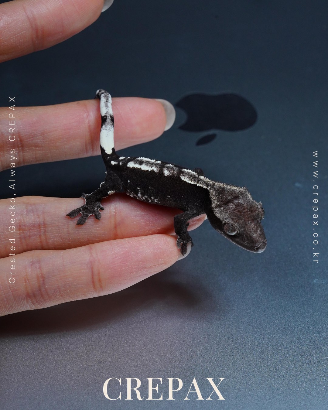 N260336 사진 6