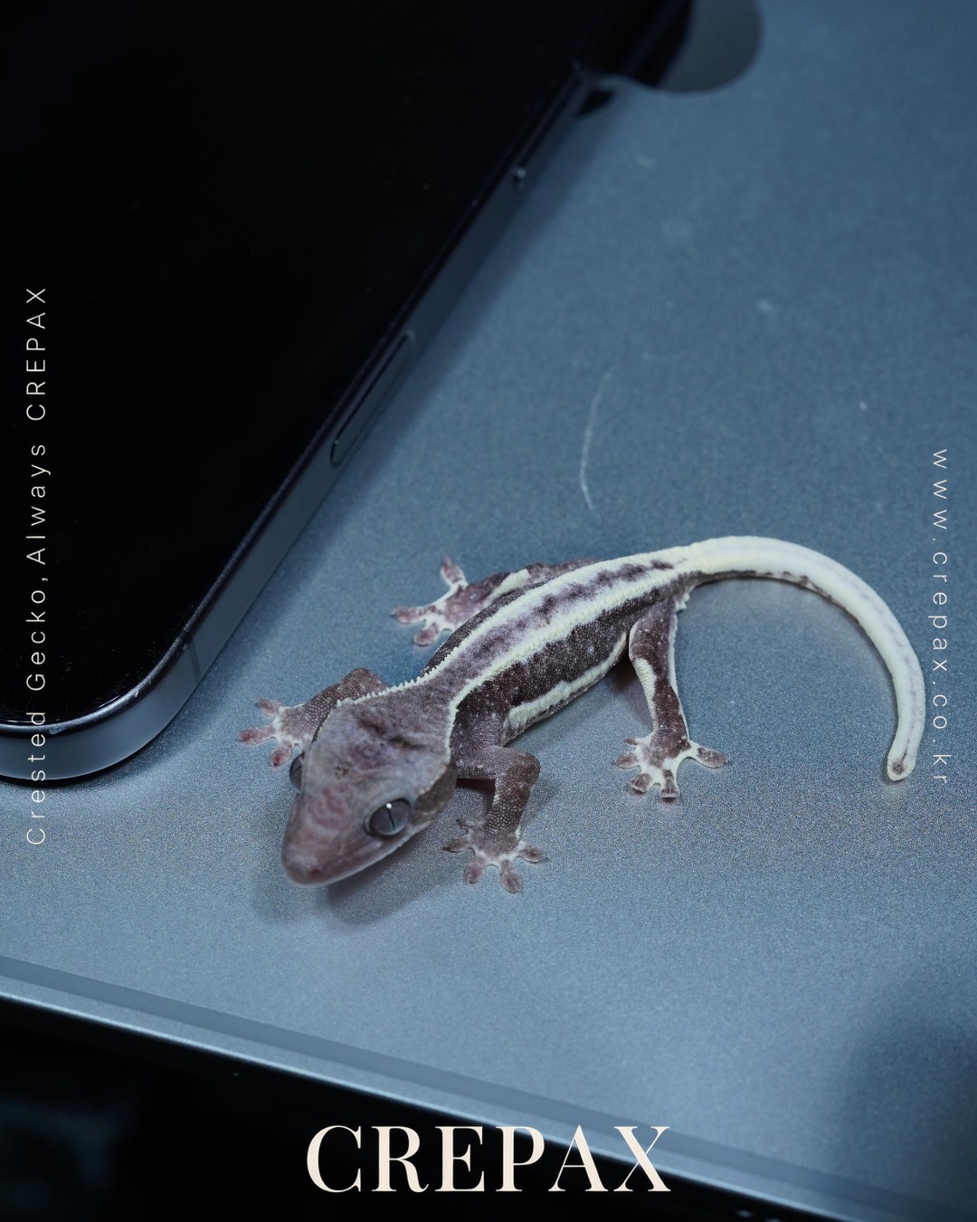 N260301 사진 7