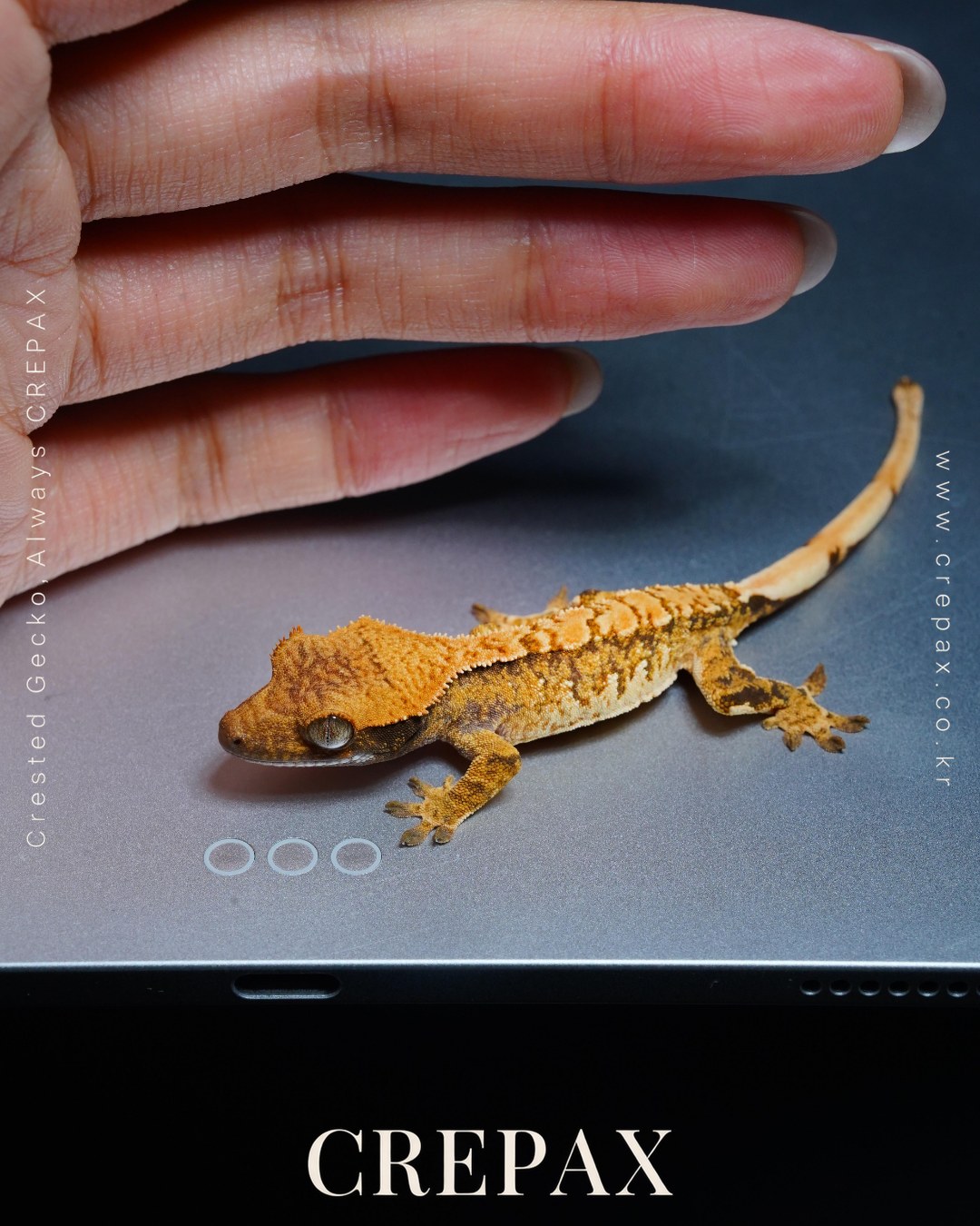 N260356 사진 2