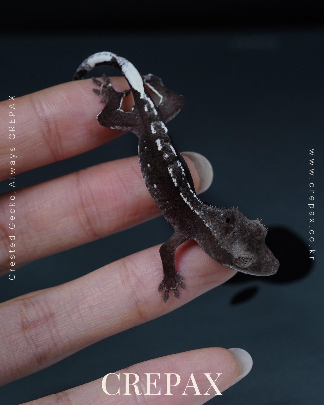 N260223 사진 3