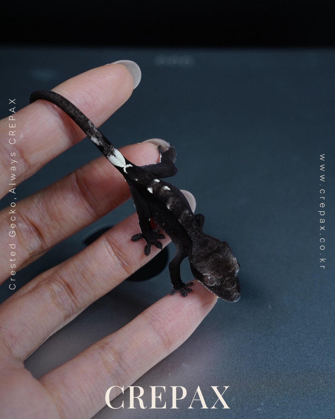 N260236 사진 8
