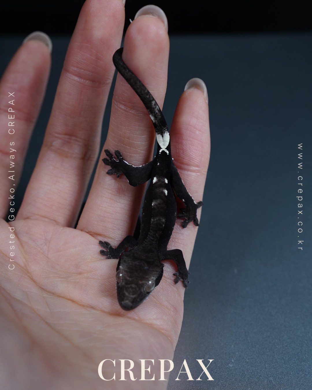 N260236 사진 2