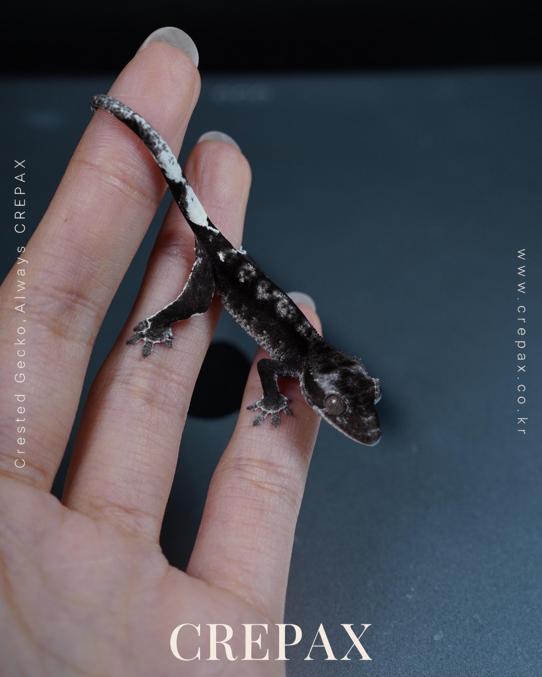 N260235 사진 4