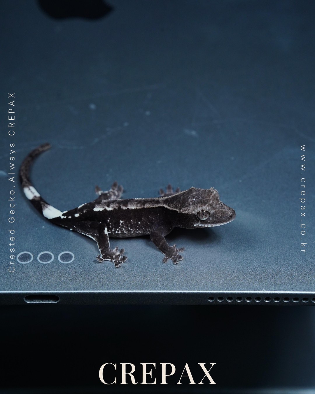 N260383 사진 3