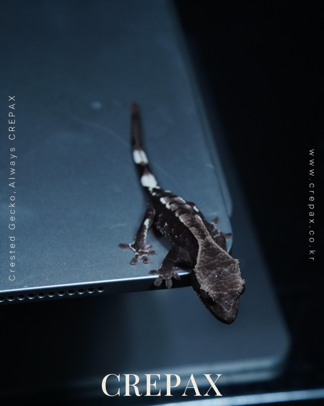 N260383 사진 7