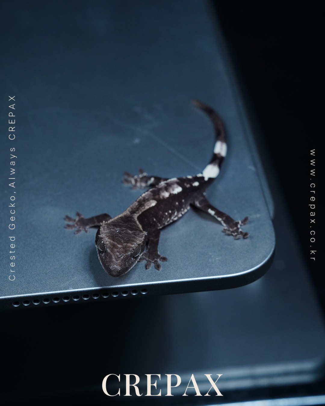 N260383 사진 9