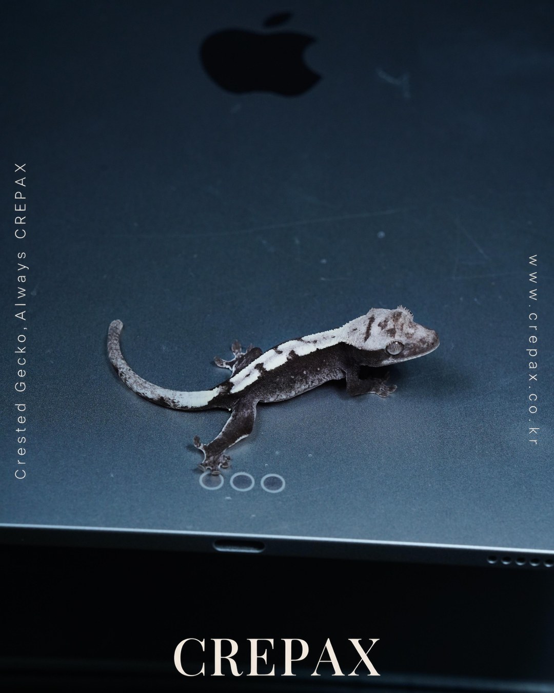N260386 사진 4