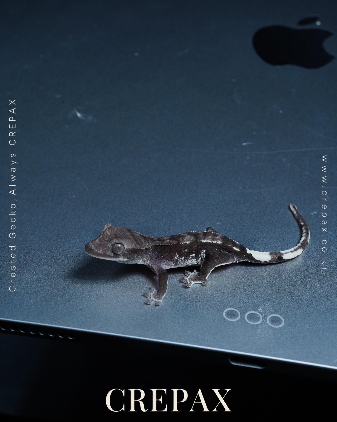 N260432 사진 3
